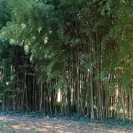 Il Patio Di Carlotta